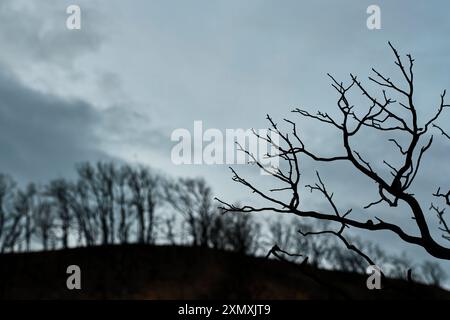 Des arbres carbonisés se dressent silhouettés contre un ciel sombre à Legarda, Navarre, Espagne, montrant les conséquences brutales d'un feu de forêt. Banque D'Images