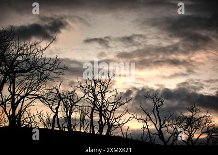 Les arbres carbonisés créent une silhouette envoûtante contre un ciel spectaculaire et nuageux à Legarda, Navarre, Espagne. Banque D'Images