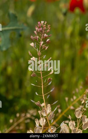 Dans la nature, le champ cultive Capsella bursa-pastoris. Banque D'Images