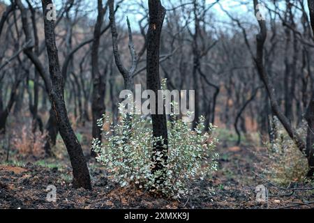 Forêt brûlée avec des arbres carbonisés et la croissance de nouvelles plantes, symbolisant la résilience et la récupération de la nature après un incendie de forêt à Legarda, Navarre, Espagne. Banque D'Images