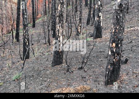 Une vue rapprochée des arbres carbonisés dans une forêt de Legarda, Navarre, Espagne, montrant les conséquences d'un incendie de forêt. Banque D'Images