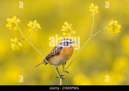 Whinchat (Saxicola rubetra), adulte perché dans un champ avec des fleurs jaunes, Italie, Toscane Banque D'Images