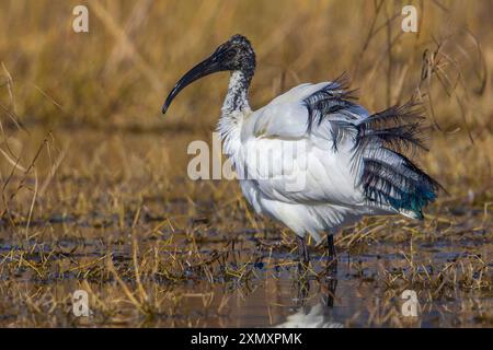 Ibis sacré, ibis sacré africain (Threskiornis aethiopicus), debout dans les eaux peu profondes, vue de côté, Italie, Toscane Banque D'Images