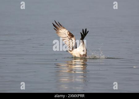 osprey, faucon de poisson (Pandion haliaetus), plongeant dans l'eau pour chasser un poisson, vue de côté, Allemagne, Mecklembourg-Poméranie occidentale, Malchiner voir Banque D'Images