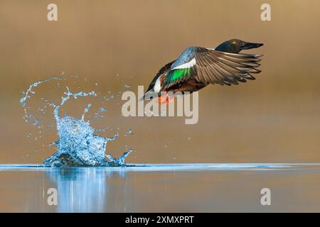 Pelle du nord, pelle (Anas clypeata, spatula clypeata), drake à partir de l'eau, vue latérale, Italie, Toscane, Colli Alti Banque D'Images