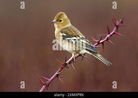 Chaffinch, Chaffinch eurasien, Chaffinch commun (Fringilla coelebs), femelle perchée sur une branche épineuse, vue de côté, Italie, Toscane, Piana fiorentina; Banque D'Images