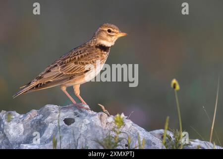 L'alouette de calandra (Melanocorypha calandra), adulte assis sur un rocher, Italie, Basilicate Banque D'Images