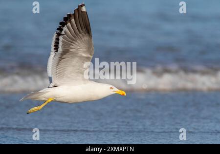 Goéland varech, goéland à dos noir du Sud, goéland dominicain (Larus dominicanus antipodus, Larus antipodus), adulte en vol au-dessus de la plage, Nouvelle-Zélande, NOR Banque D'Images