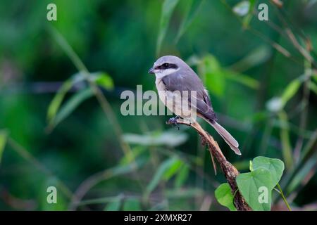 Shrike brune (Lanius cristatus), assis sur une branche, Thaïlande, parc national de Khao Yai Banque D'Images