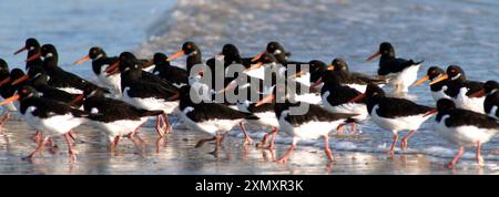 Les Oystercatchers affluent ensemble sur le rivage à marée haute et traversent les bas-fonds Banque D'Images