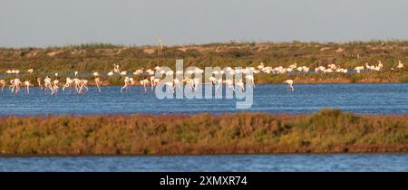 Grand flamant rose (Phoenicopterus roseus, Phoenicopterus ruber roseus), troupeau dans une lagune côtière du delta de l'Èbre, Espagne, delta de l'Èbre Banque D'Images