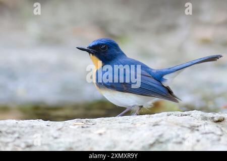 Colline Blue-Flycatcher (Cyornis whitei), mâle assis sur un rocher, Thaïlande, Parc National de Kaeng Krachan Banque D'Images