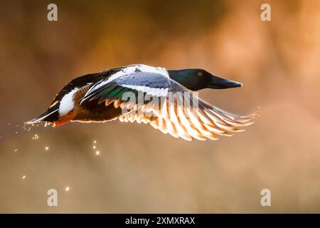 Pelle nordique, pelle (Anas clypeata, spatula clypeata), drake à partir de l'eau, vue latérale, Italie, Toscane, Piana fiorentina; Stagno dell Banque D'Images