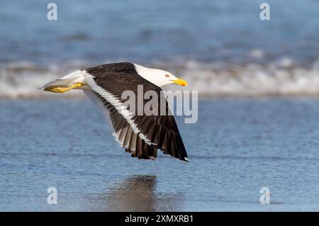 Goéland varech, goéland à dos noir du Sud, goéland dominicain (Larus dominicanus antipodus, Larus antipodus), adulte en vol au-dessus de la plage, Nouvelle-Zélande, NOR Banque D'Images