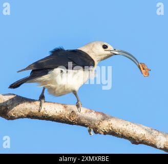 Sicklebill, vanga à bec faucille (Falculea palliata), assis sur une branche, l'une des plus grandes espèces de vanga et endémique de Madagascar, Madagascar Banque D'Images