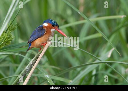 Malachite kingfisher (Alcedo cristata, Corythornis cristatus), se trouve au sommet d'une tige brisée de roseau, Ethiopie, lac Ziway Banque D'Images