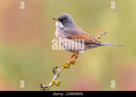 Paruline à lunettes (Sylvia conspicillata, Curruca conspicillata), mâle assis sur une branche, Italie, Basilicate Banque D'Images