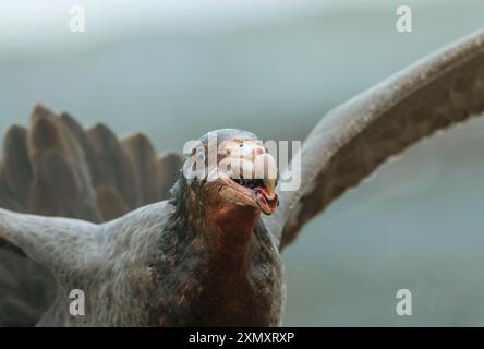 Pétrel géant du Nord, pétrel géant, pétrel géant de Hall (Macronectes halli), tête, mangeant d'un éléphant de mer mort, Australie, Tasmanie, M Banque D'Images