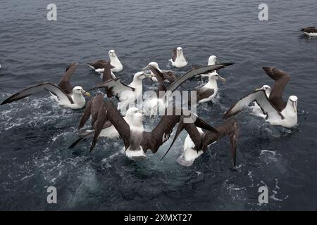 Albatros à tête blanche (Thalassarche steadi, Thalassarche cauta steadi), groupe luttant pour quelques coupes de poisson, Nouvelle-Zélande, île Stewart Banque D'Images