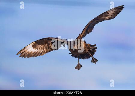 Grand skua, bonxie (Stercorarius skua, Catharacta skua), en vol dans le ciel, vue de face, Islande Banque D'Images