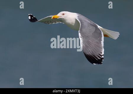 Mouette de Baraba (Larus cachinnans barabensis, Larus barabensis), en vol, Koweït, port de Sharq, Koweït City Banque D'Images