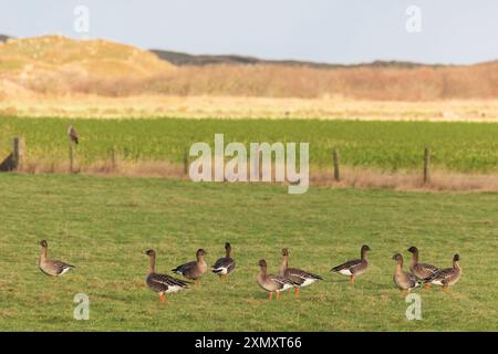 Oie de la toundra (Anser serrirostris), groupe debout dans un champ herbeux, en arrière-plan un bhuzzard et les dunes de Texel, pays-Bas, Texel, de Banque D'Images