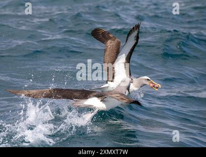 L'albatros de Buller du Nord, l'albatros de Buller, le mollymawk de Buller (Thalassarche bulleri platei, Thalassarche platei), deux albatros luttant pour f Banque D'Images