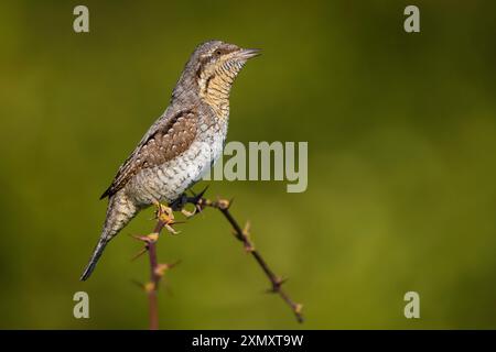 Cou ridé nord, cou ridé eurasien (Jynx torquilla), perché sur une brindille épineuse, vue de côté, Italie, Toscane, Loc Alberi; Mura, San Miniato Banque D'Images