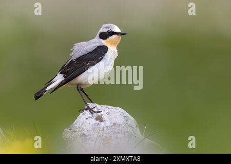 Wheatear du nord (Oenanthe oenanthe), se trouve sur un rocher, Italie, Abruzzes, Monte Sirente Banque D'Images