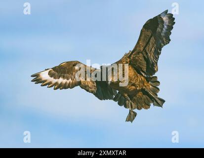 Grand skua, bonxie (Stercorarius skua, Catharacta skua), en vol, vue de face, Islande Banque D'Images