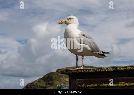 Goéland argenté, Larus argentatus, Aberystwyth, pays de Galles Banque D'Images