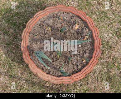 G1 plantes d'ail poussant dans Terracotta pot. Vue de dessus. Banque D'Images