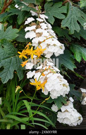 Hortensia Quercifolia Reine des neiges, feuille de chêne, Hydrangea, Hydrangeaceae. Crocosmia George Davison, Iridacées. Banque D'Images