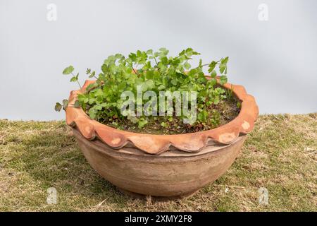 Coriandre fraîche poussant dans un pot en argile dans le jardin Banque D'Images