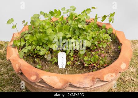 . Plante d'herbe de coriandre poussant dans un pot en terre cuite, plante de coriandre avec étiquette. Banque D'Images