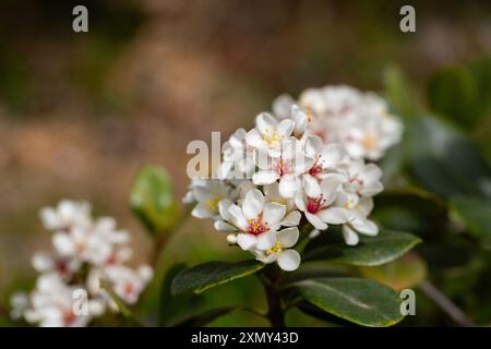 Rhaphiolepis umbellata fleurit au printemps. Fleurs blanches étonnantes avec des étamines jaunes et rouges colorées. Banque D'Images