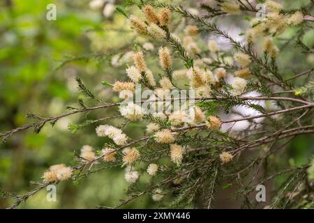 Melaleuca ericifolia (écorce de papier marécageuse) fleurit sur l'arbre dans les myrtacées printanières. Arbustes et arbres australiens de la famille Myrtle. Banque D'Images