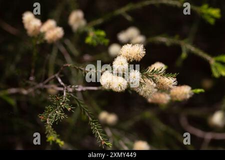 Melaleuca ericifolia (écorce de papier des marais) fleurit sur l'arbre au printemps Arboretum Park cultures du sud à Sirius (Adler) Sotchi. Arbre à écorce de papier (arbre à thé) f Banque D'Images