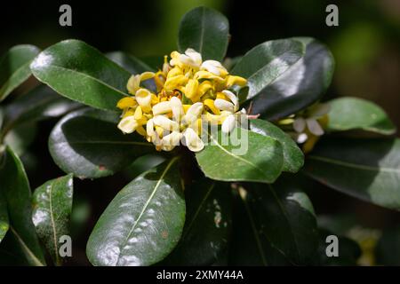 La plante à fleurs Pittosporum tobira, le pittoresque japonais ou laurier australien, famille des Pittosporaceae. Petites fleurs blanc-jaune sur une branche. Banque D'Images