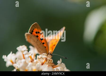 petit cuivre butterly à fleur blanche Banque D'Images