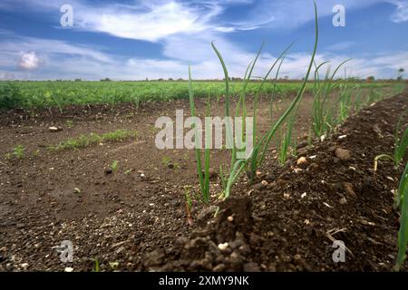 L'essence de l'agriculture durable est capturée dans cette image, avec de jeunes plants d'oignons qui traversent un sol riche en nutriments. Le ciel couvert ajoute un dra Banque D'Images