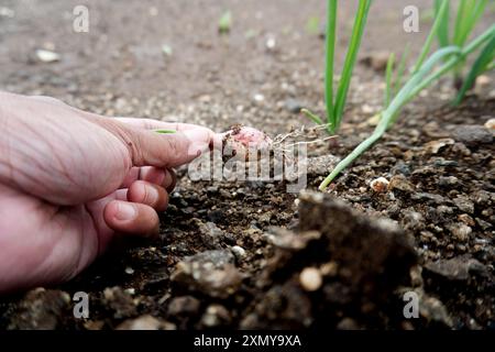 Gros plan capturant l'essence de l'agriculture avec de jeunes plants d'oignons qui poussent dans un sol riche en nutriments. La toile de fond présente une ferme expansive L. Banque D'Images