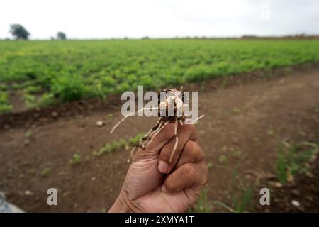 Une photographie détaillée capturant le cœur de l'agriculture, alors que de jeunes plants d'oignons poussent à partir d'un sol riche en nutriments. La scène se déroule sur fond de Banque D'Images