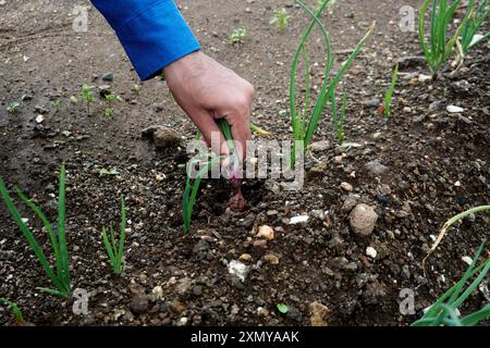 Une vue rapprochée capturant les éléments fondamentaux de l'agriculture, avec des semis d'oignons émergents dans un sol riche en nutriments. En arrière-plan, expansif Banque D'Images