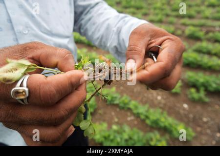 Une image rapprochée qui capture l'essence de l'agriculture, montrant de jeunes plantes cultivées qui germent à partir d'un sol riche en nutriments. Les mains du fermier doucement Hol Banque D'Images