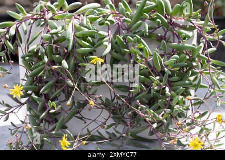 Beau collier de rubis accrochant plante succulente gros plan Banque D'Images