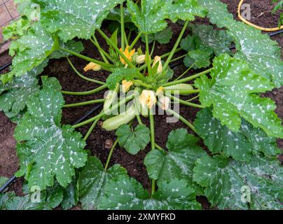 Plante de courgettes jeune et fraîche dans un potager - arrosée avec un système d'irrigation, irrigation goutte à goutte. Banque D'Images