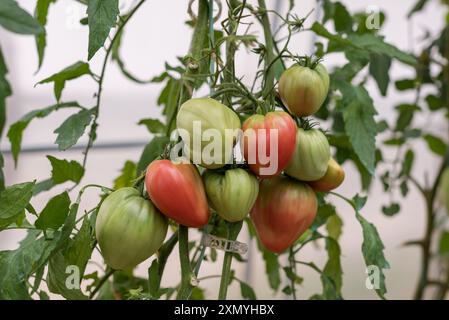 Plant de tomate avec des fruits verts et rouges cultivés dans une serre Banque D'Images