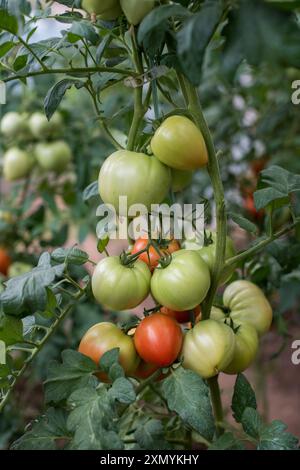 Partie de plante de tomate avec des fruits verts et rouges cultivés dans une serre. Banque D'Images