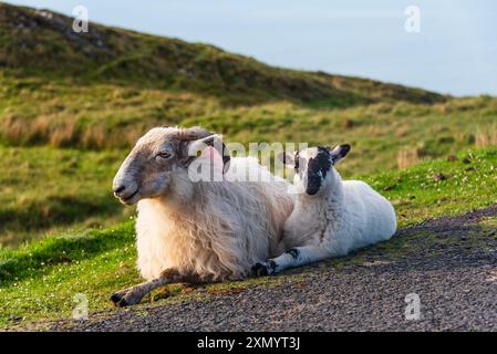 Les moutons de race montagnarde Blackface réchauffent leur corps sous le soleil tôt le matin. Banque D'Images